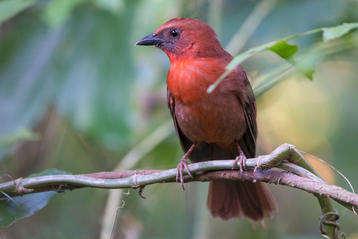Red-throated Ant-Tanager - Juan Miguel Artigas Azas