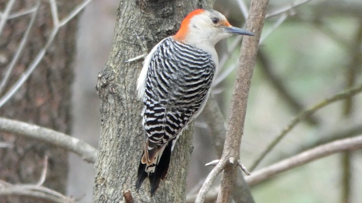 Red-bellied Woodpecker - ML148469471