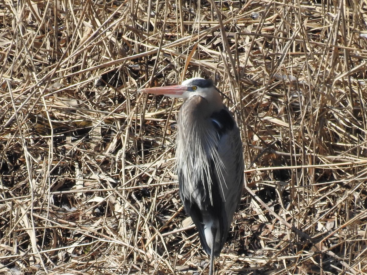 Great Blue Heron - Annick Béland