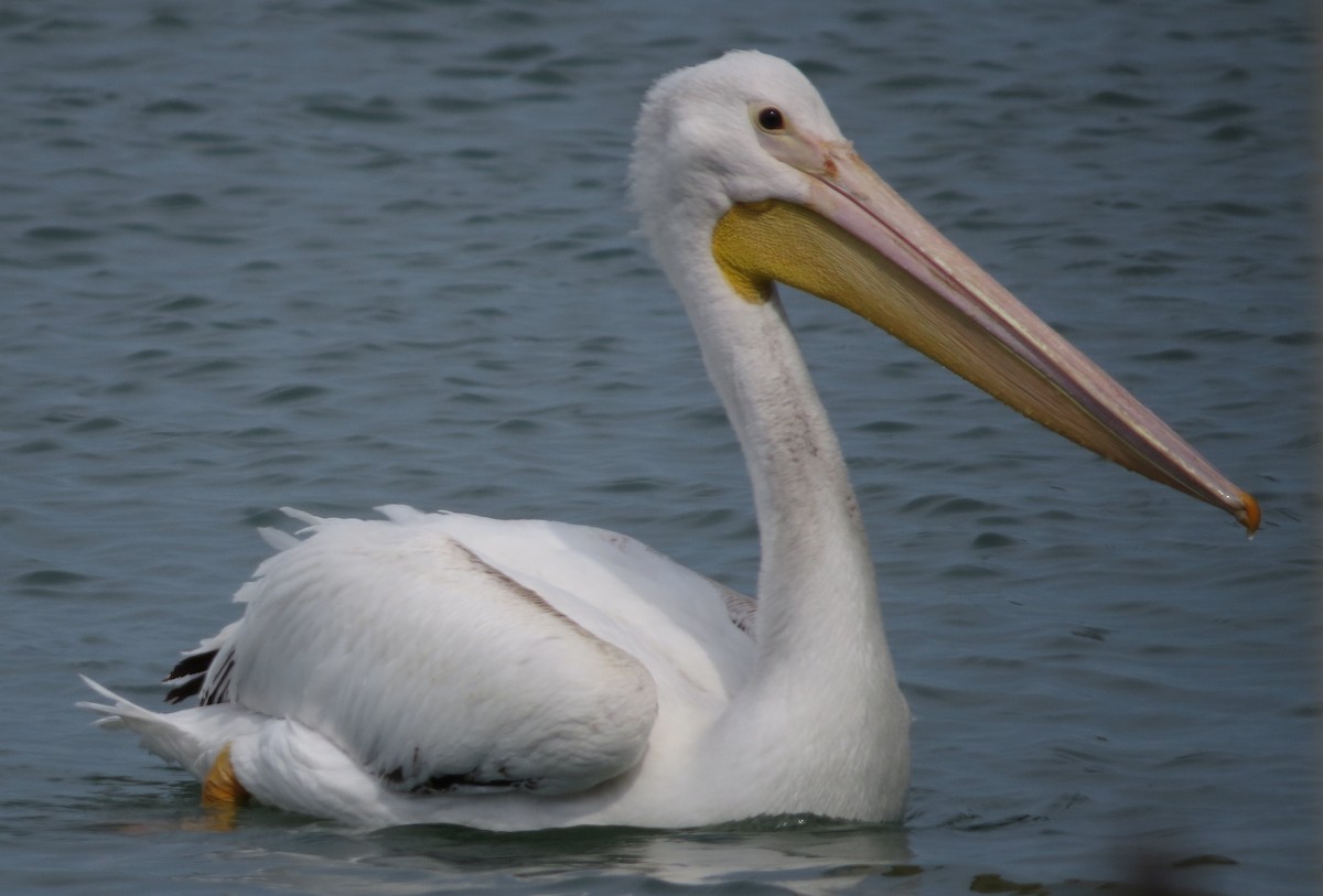 American White Pelican - "Chia" Cory Chiappone ⚡️