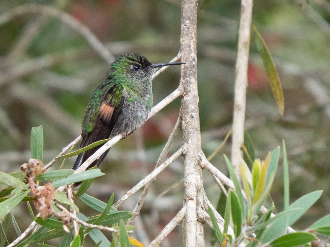 Stripe-tailed Hummingbird - ML148476041