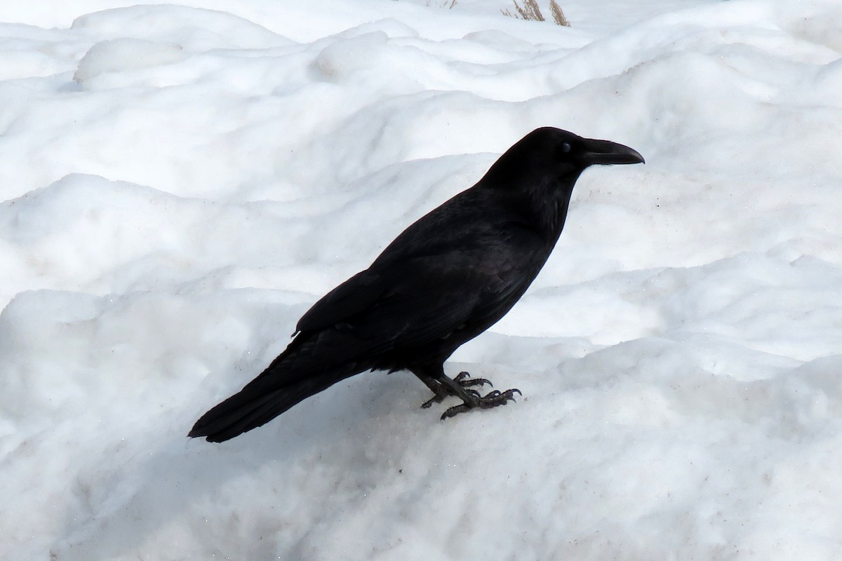Common Raven - Jeff Culler