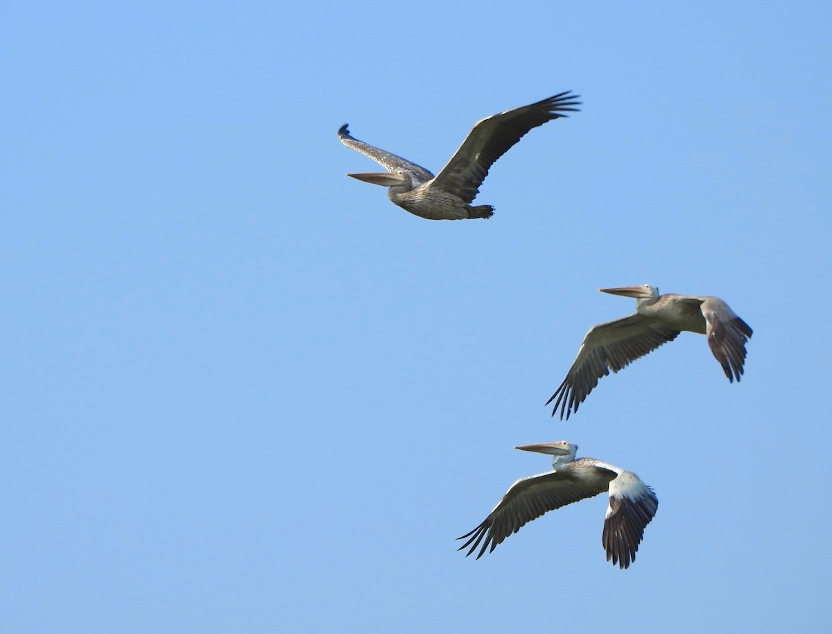 Spot-billed Pelican - ML148480141