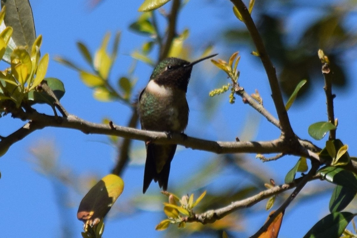 Ruby-throated Hummingbird - Nancy Price