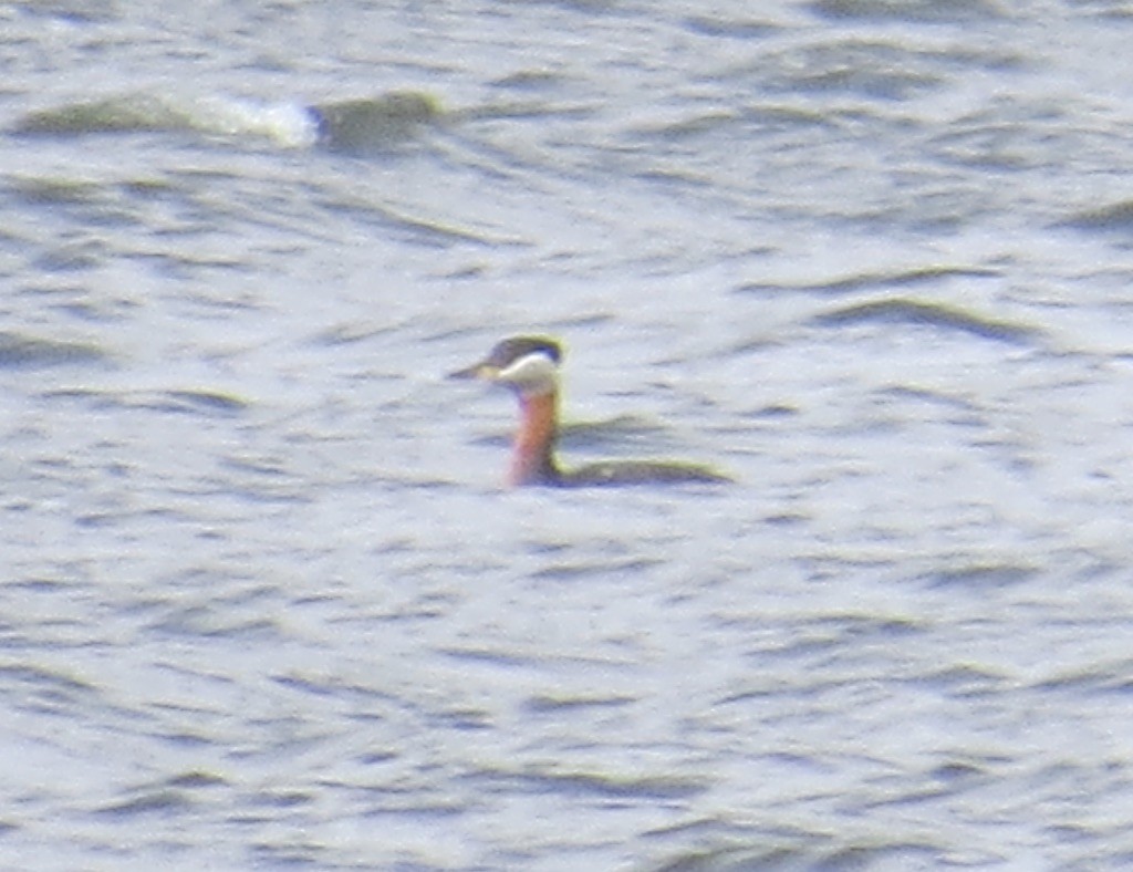 Red-necked Grebe - ML148487391