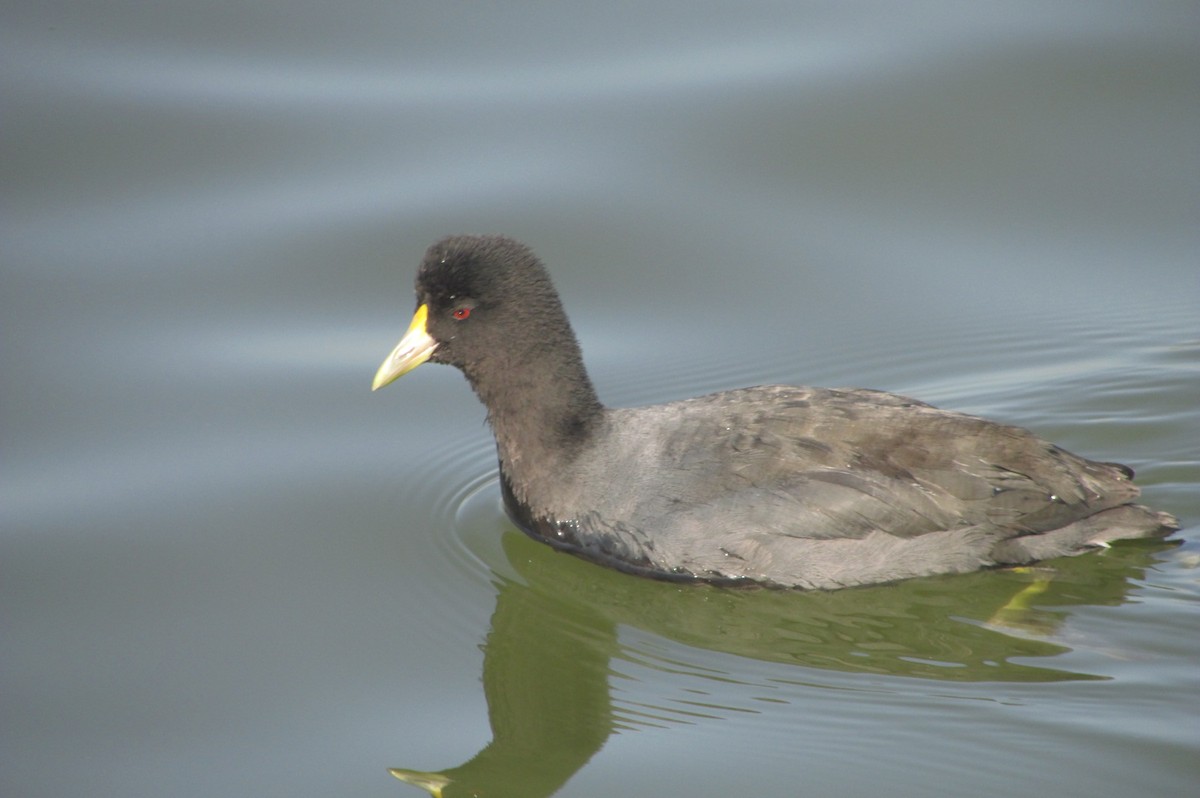 White-winged Coot - ML148488521