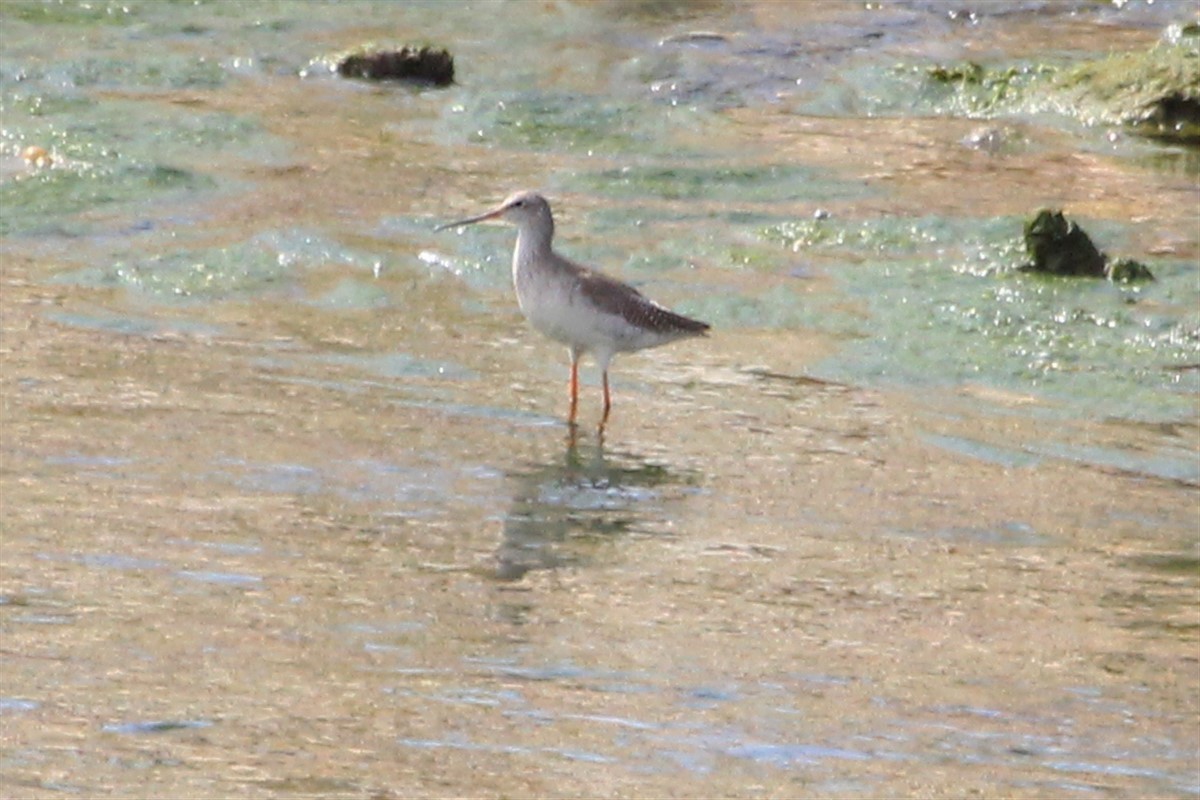 Spotted Redshank - ML148489271