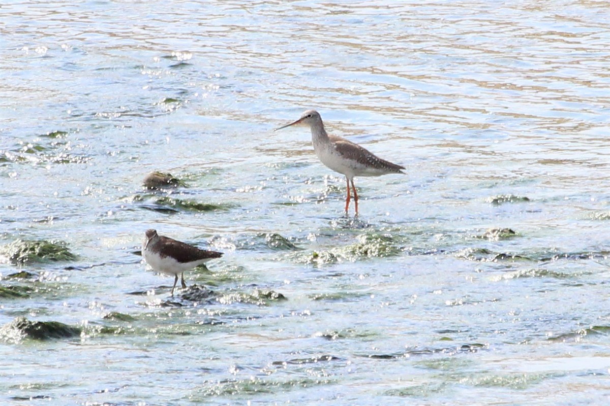 Spotted Redshank - ML148489301