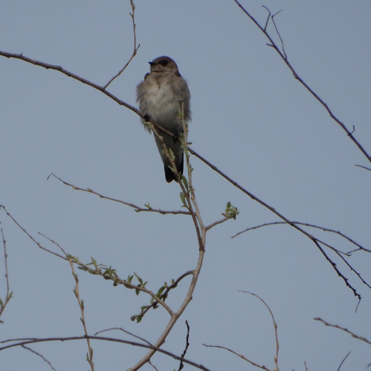 Northern Rough-winged Swallow - ML148489991