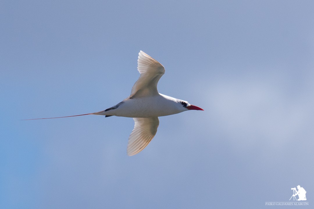 Red-tailed Tropicbird - Pablo Galdames