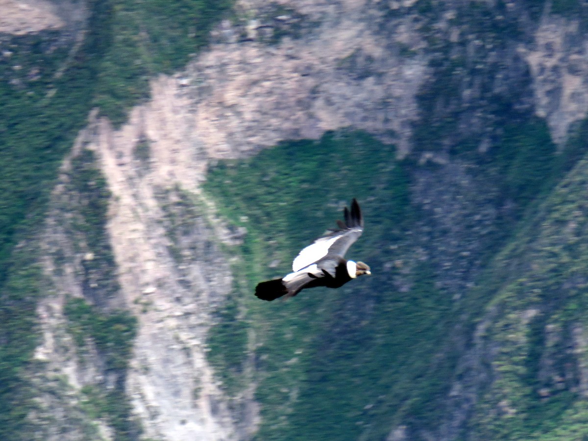 Andean Condor - Mark Salvidge