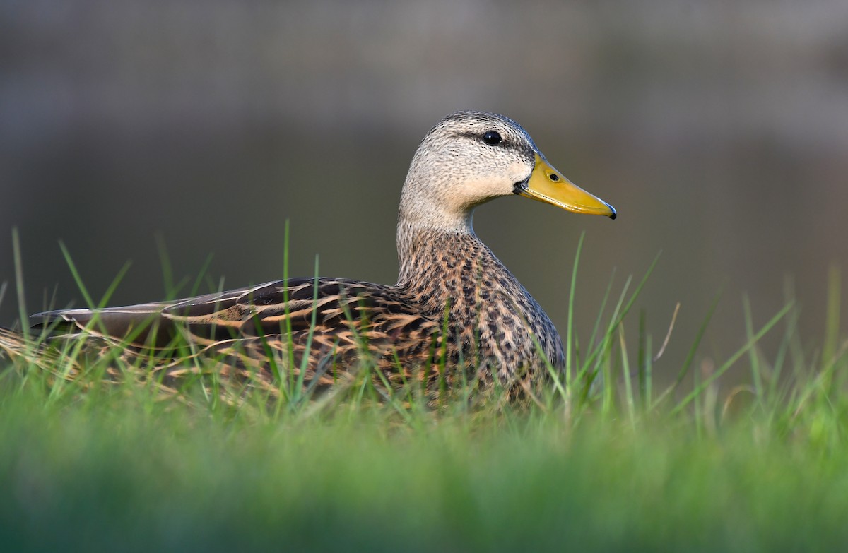 Mottled Duck (Florida) - Sam Miller