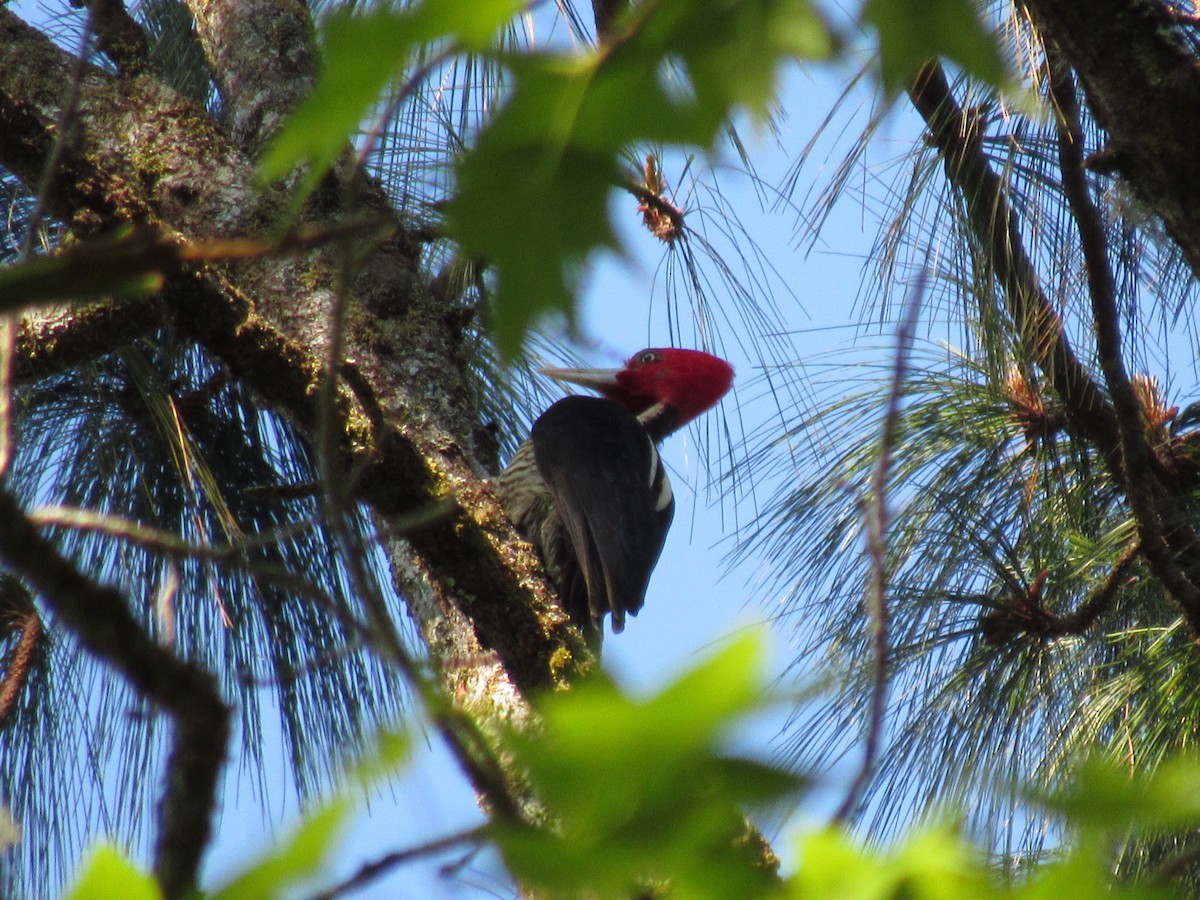 Pale-billed Woodpecker - Franklin  Aguilar