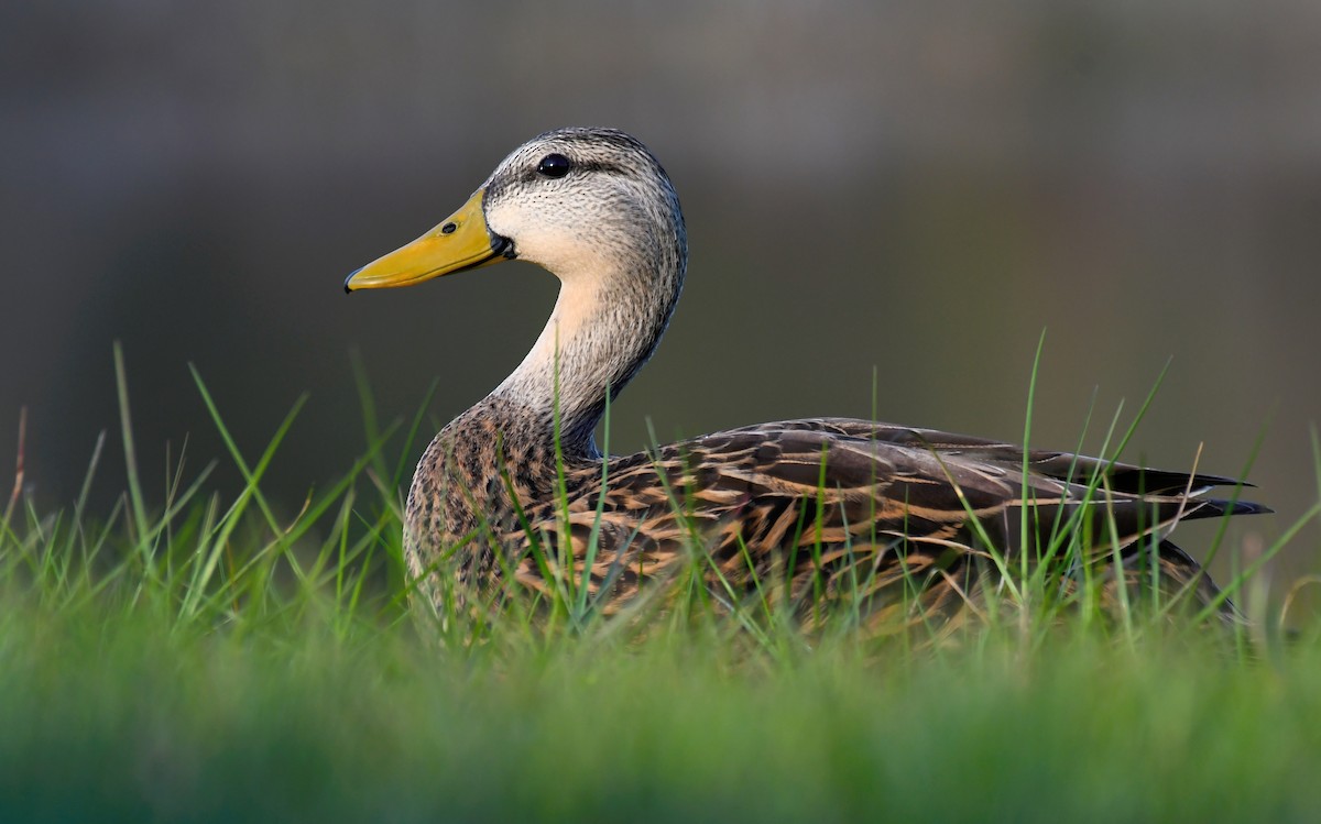 Mottled Duck (Florida) - Sam Miller