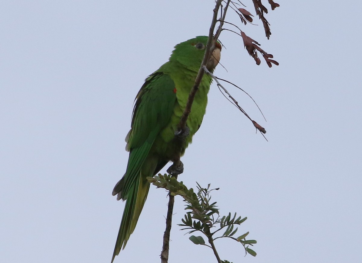 Scarlet-fronted/Cordilleran Parakeet - Gene Ricks