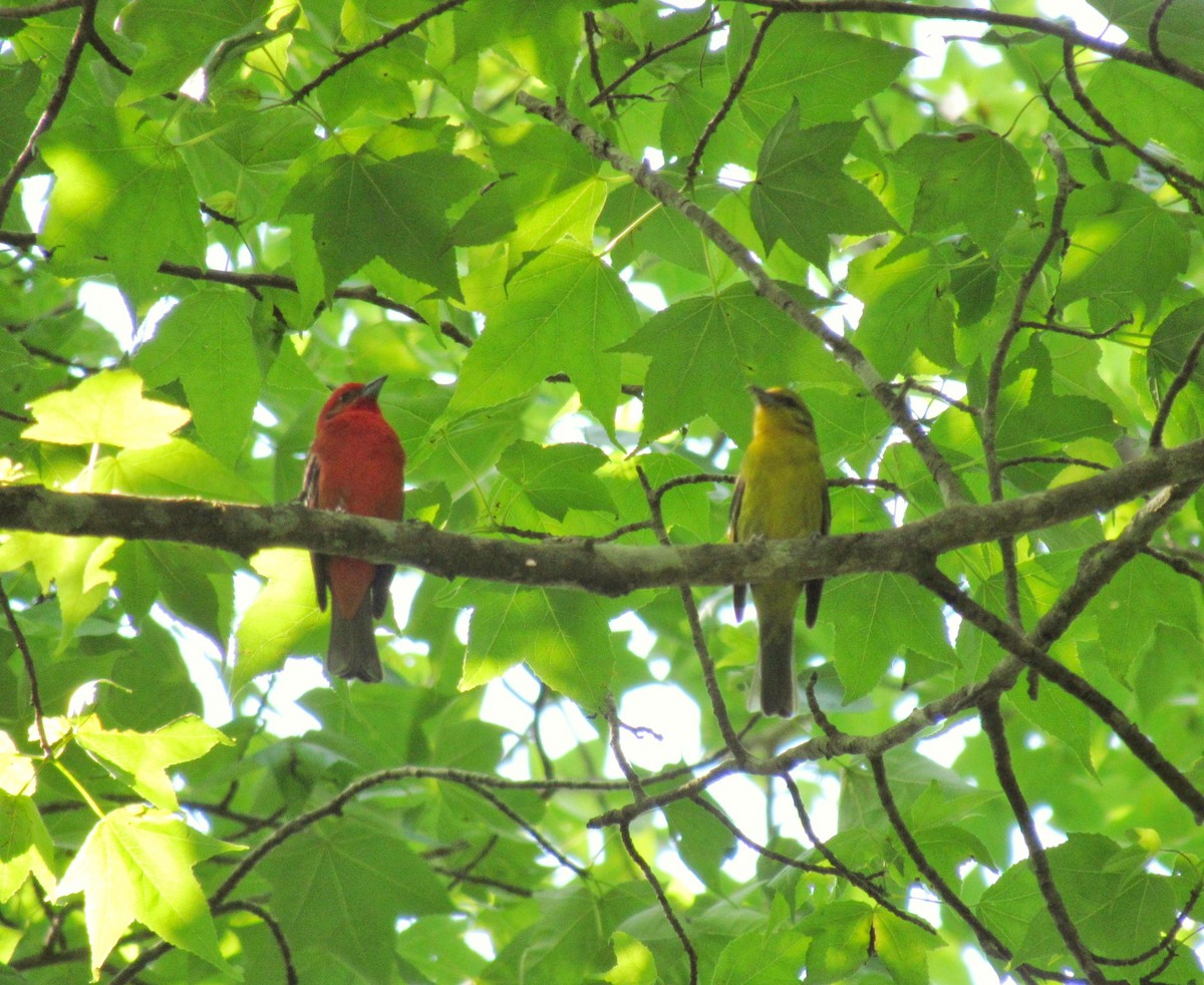 Flame-colored Tanager - ML148497221