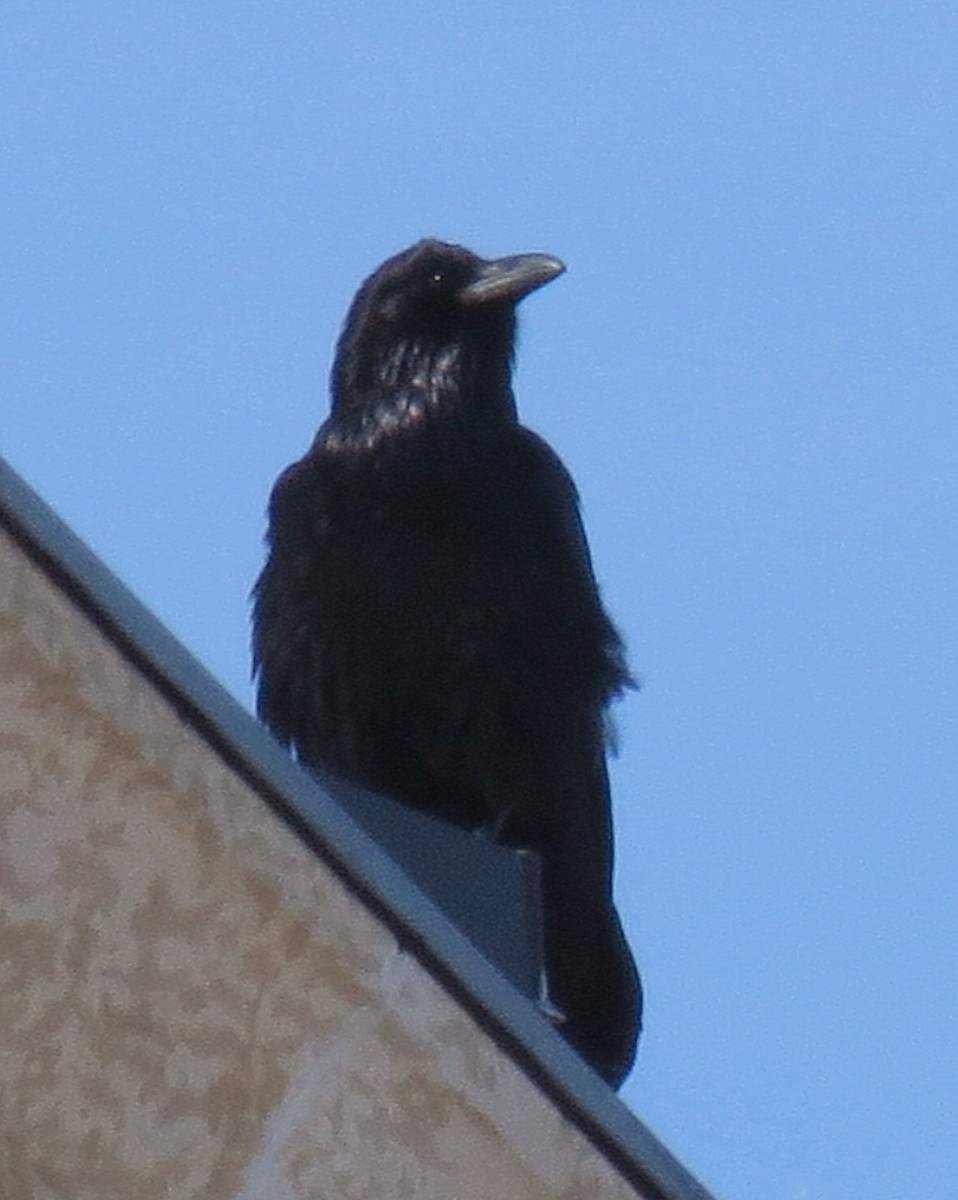 Common Raven - Fran Kerbs