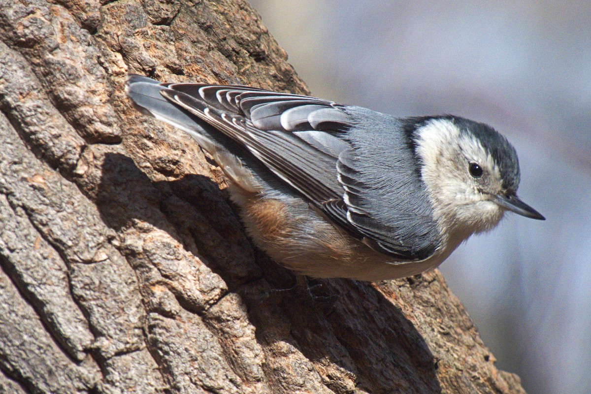 White-breasted Nuthatch - Paulo Krieser