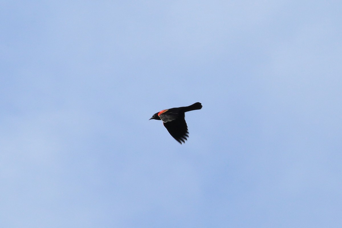 Red-winged Blackbird - ML148501251