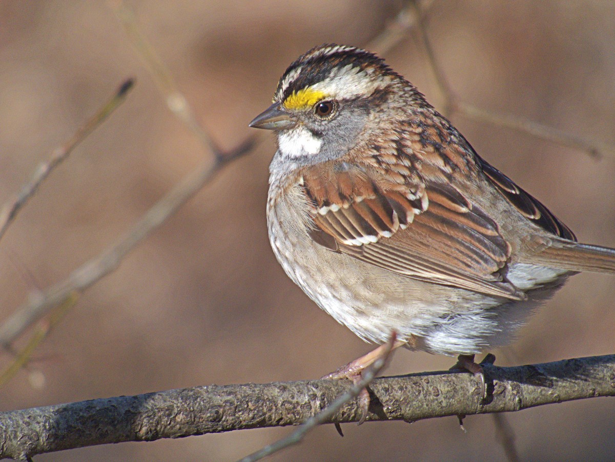 White-throated Sparrow - Paulo Krieser