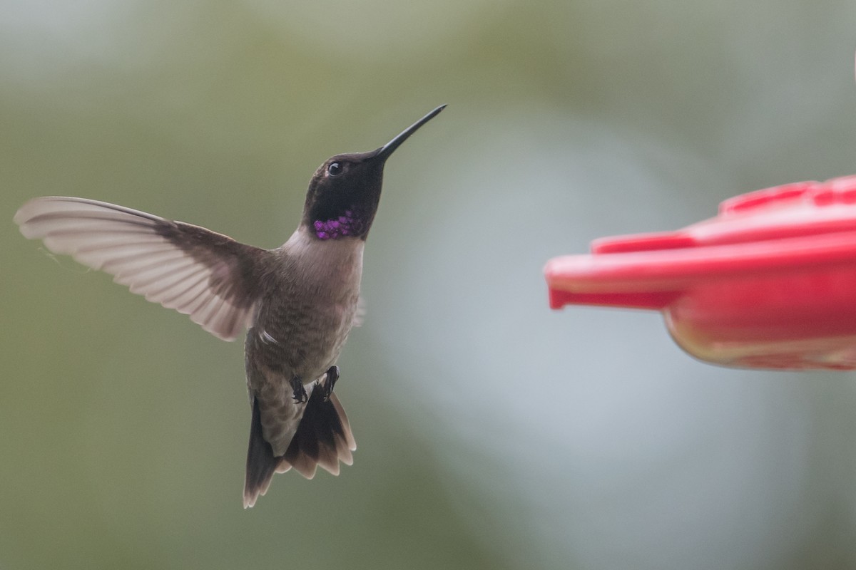 Black-chinned Hummingbird - Mike Stewart