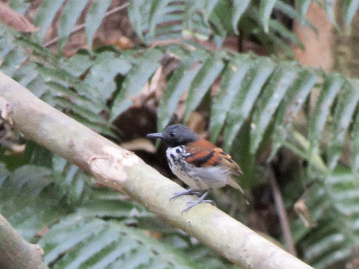 Spotted Antbird - Yve Morrell