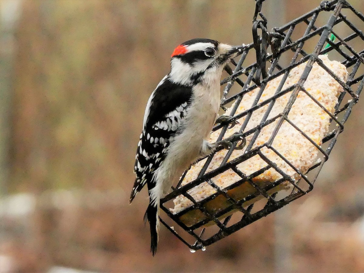 Downy Woodpecker (Eastern) - ML148512591