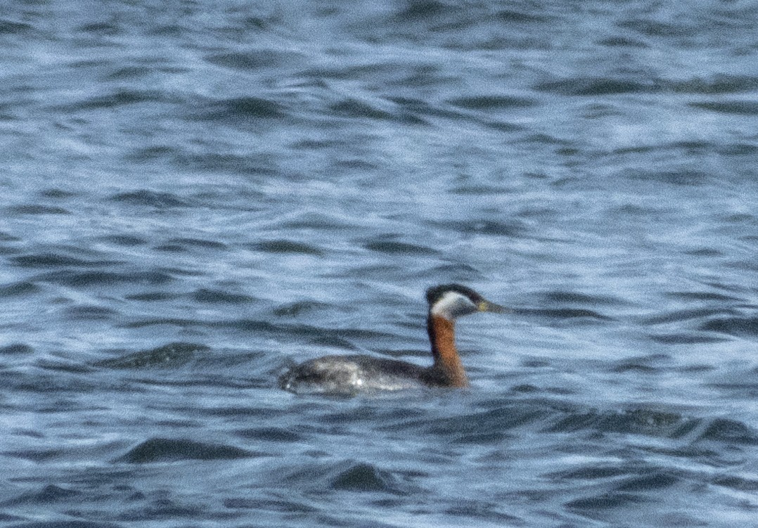 Red-necked Grebe - ML148514111