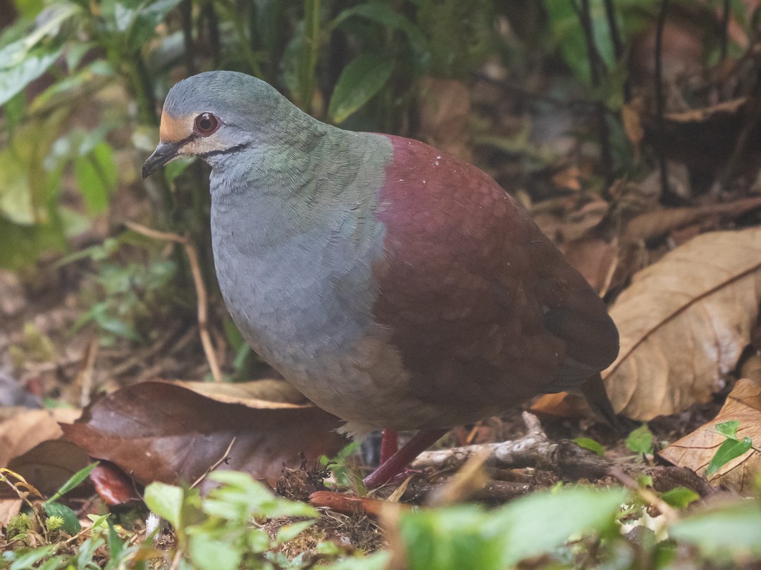 Buff-fronted Quail-Dove - Chris Fischer