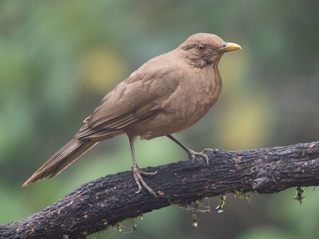 Clay-colored Thrush - Chris Fischer