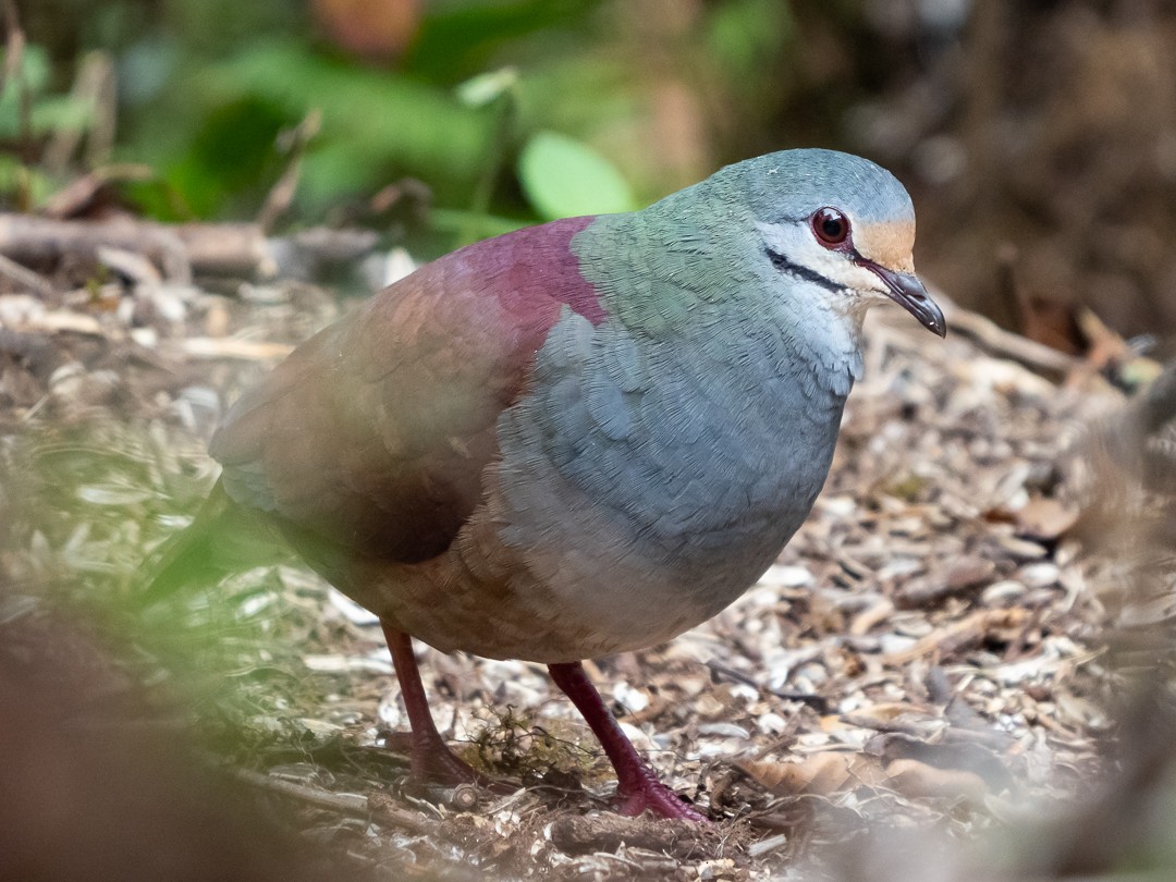 Buff-fronted Quail-Dove - Chris Fischer