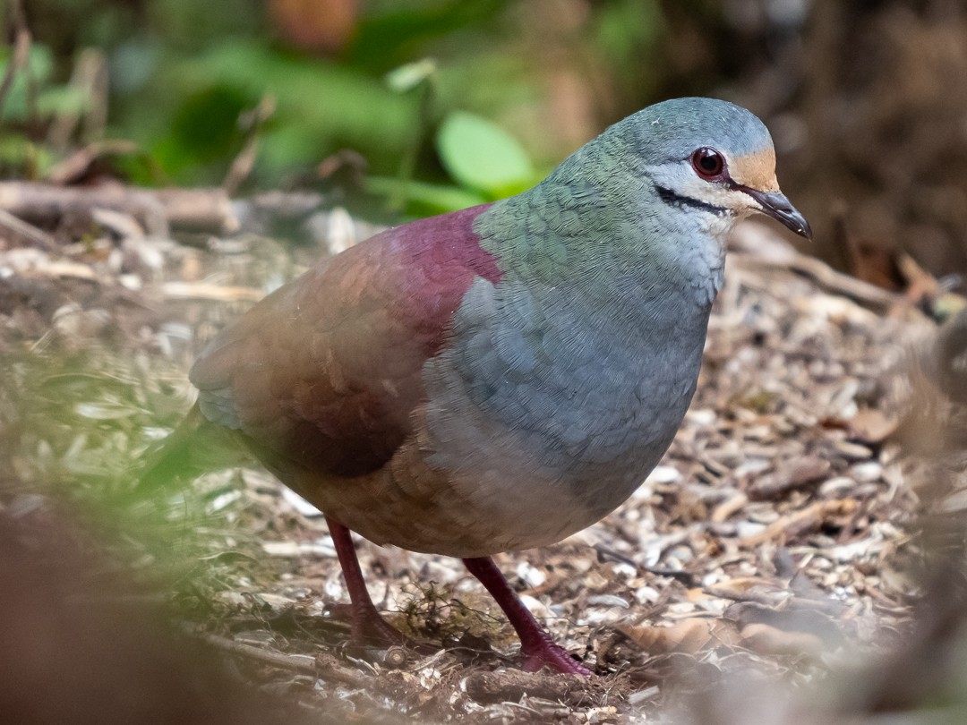 Buff-fronted Quail-Dove - ML148516061