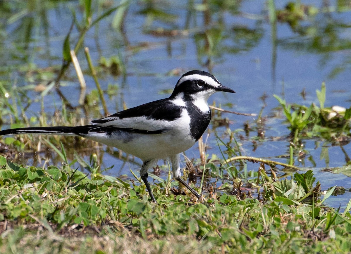 African Pied Wagtail - ML148517841