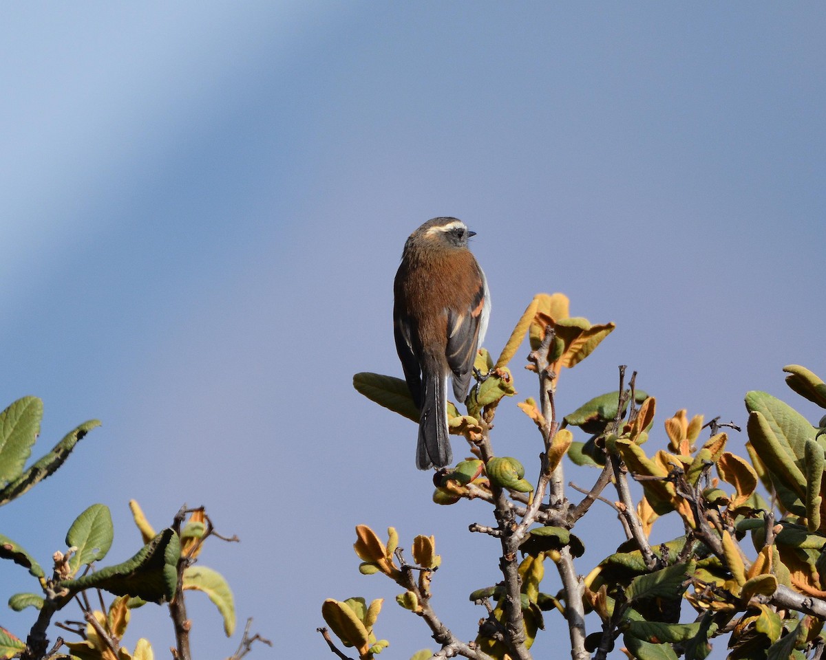 Rufous-breasted Chat-Tyrant - ML148520891