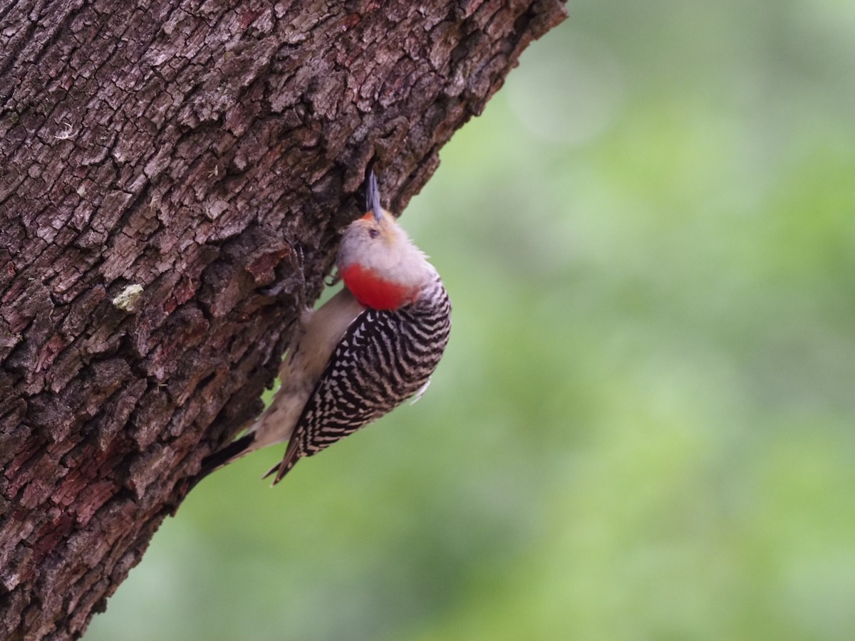 Red-bellied Woodpecker - Cin-Ty Lee