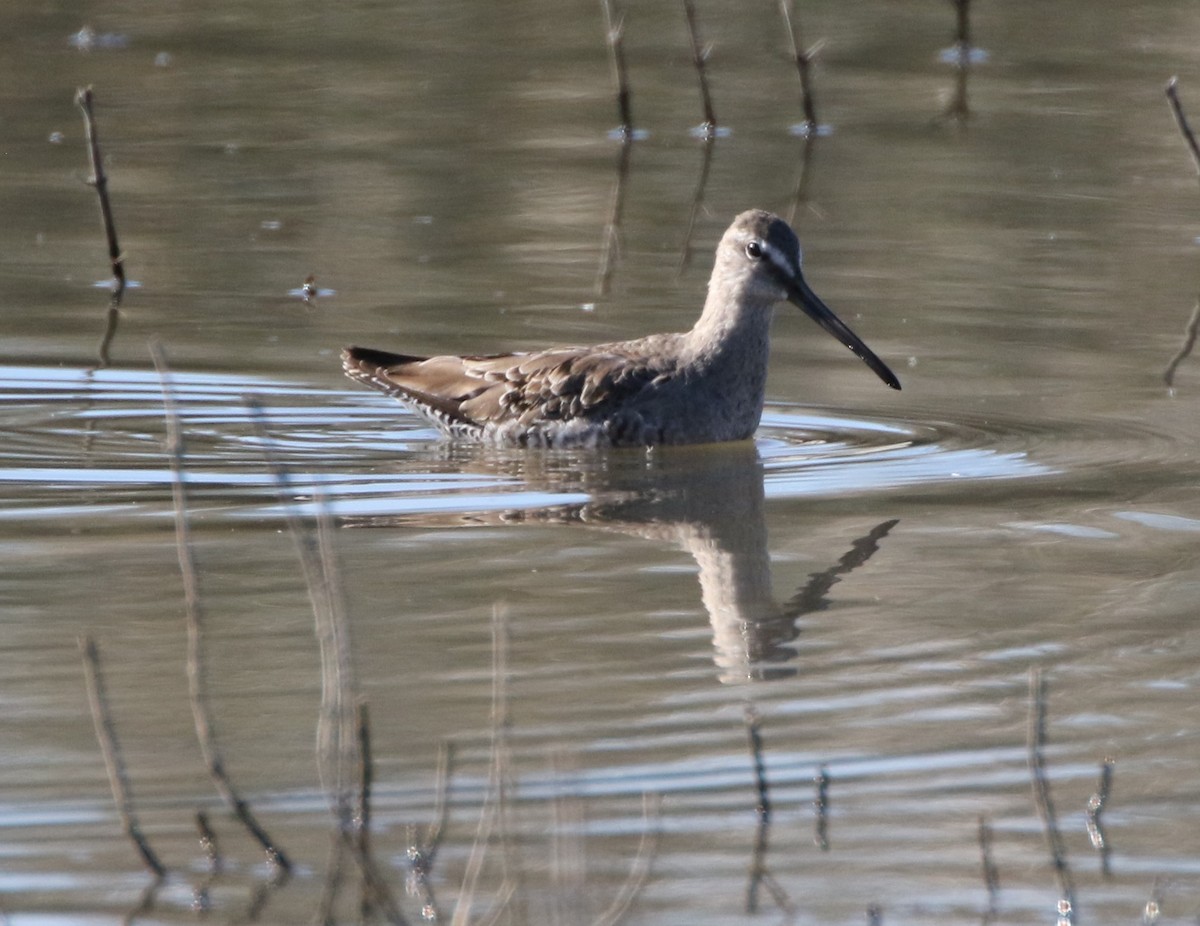 Long-billed Dowitcher - ML148526571