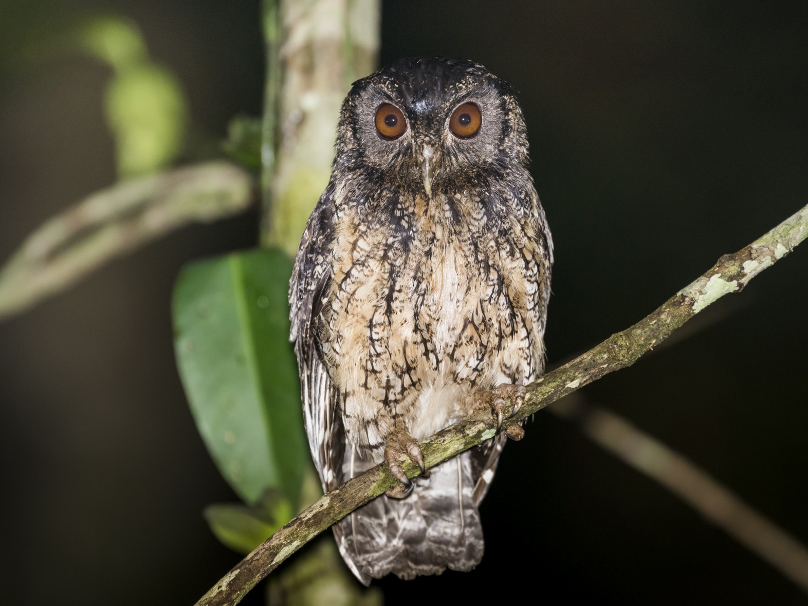 Tawny-bellied Screech-Owl - Claudia Brasileiro