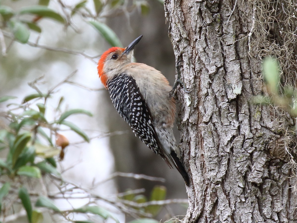 Red-bellied Woodpecker - ML148533621