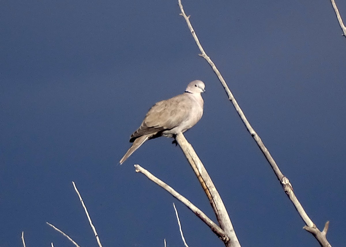 Eurasian Collared-Dove - Don Bemont
