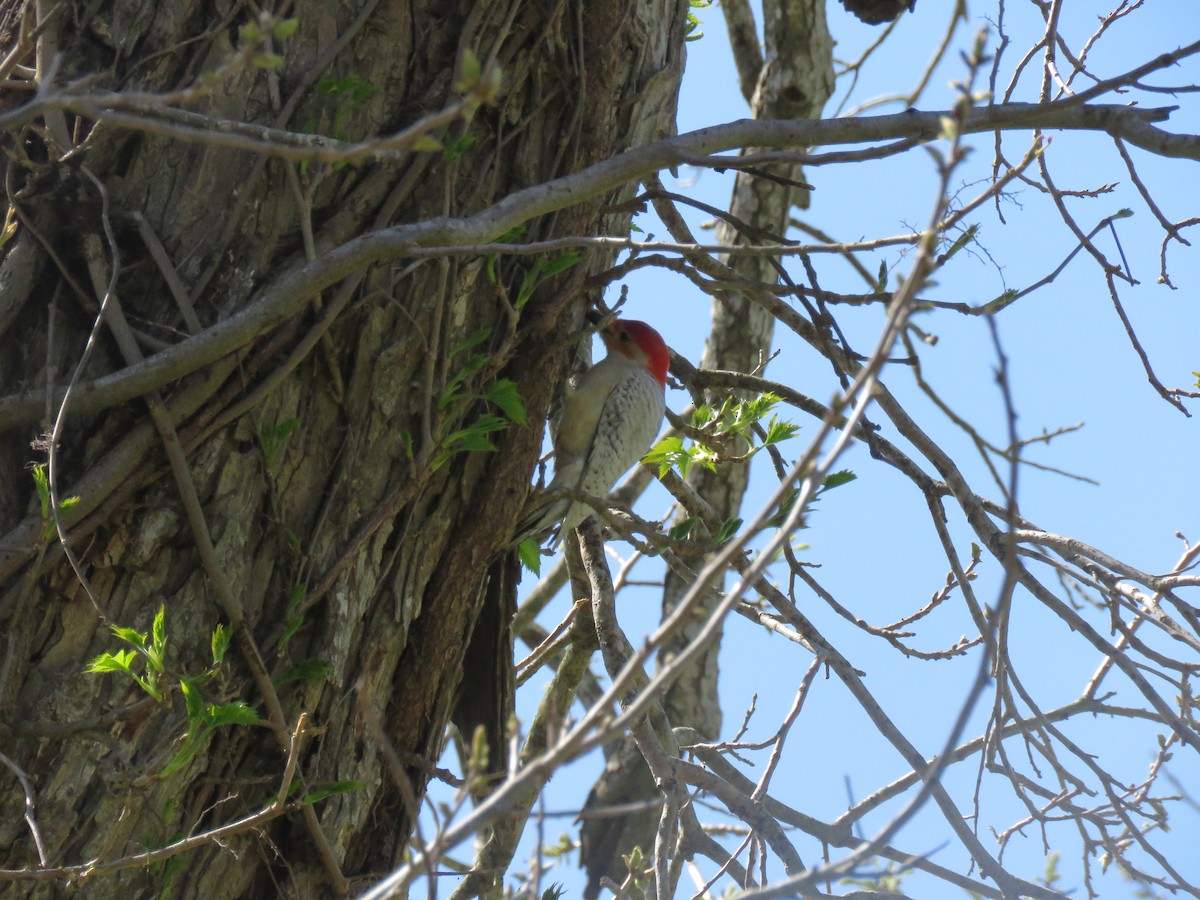 Red-bellied Woodpecker - George Brode
