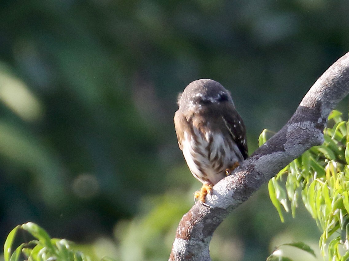 Amazonian Pygmy-Owl - Myles McNally
