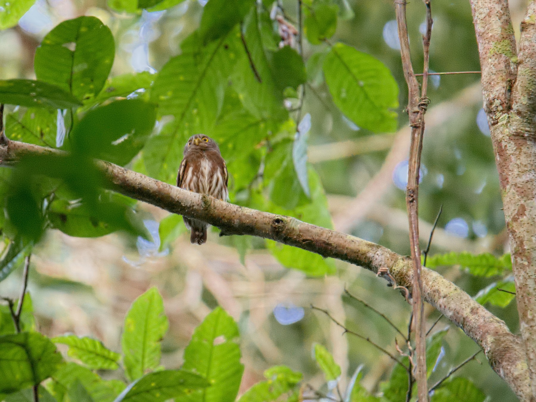 Amazonian Pygmy-Owl - Shailesh Pinto