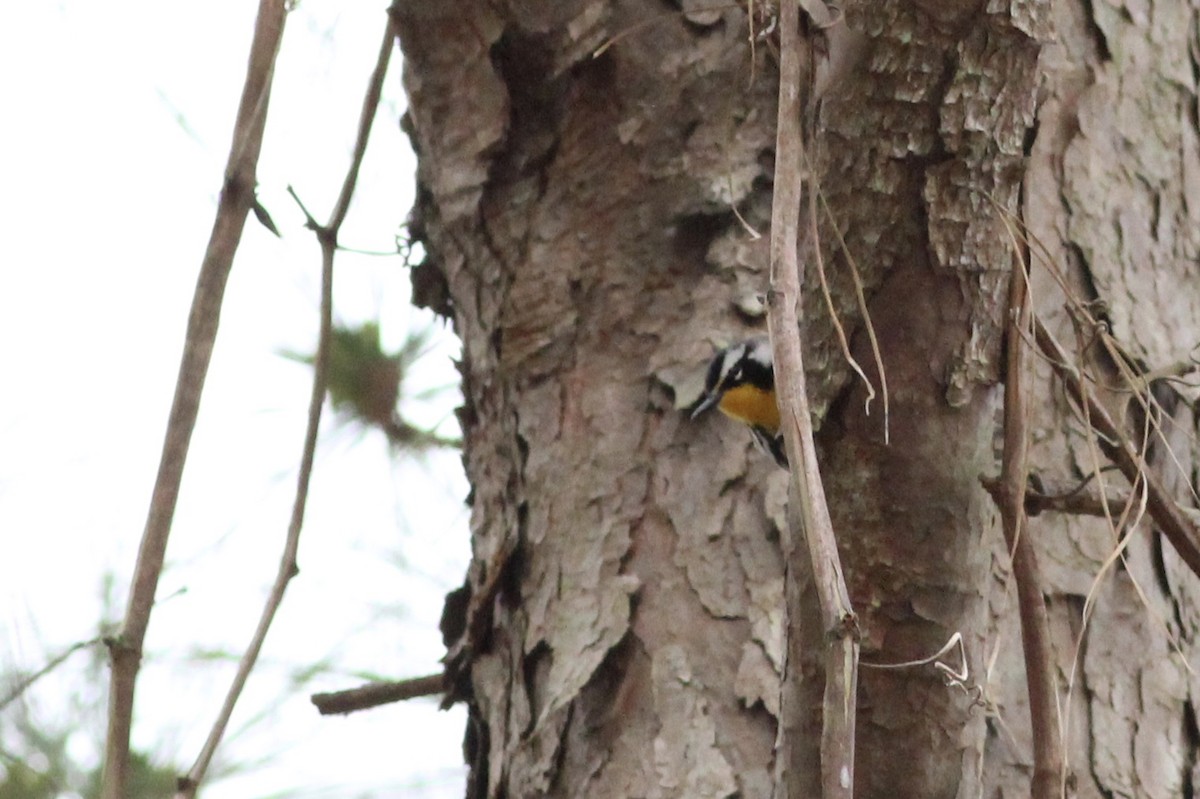 Yellow-throated Warbler - Charlotte Farrell