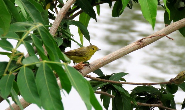 Yellow Warbler (Northern) - Rolando Chávez