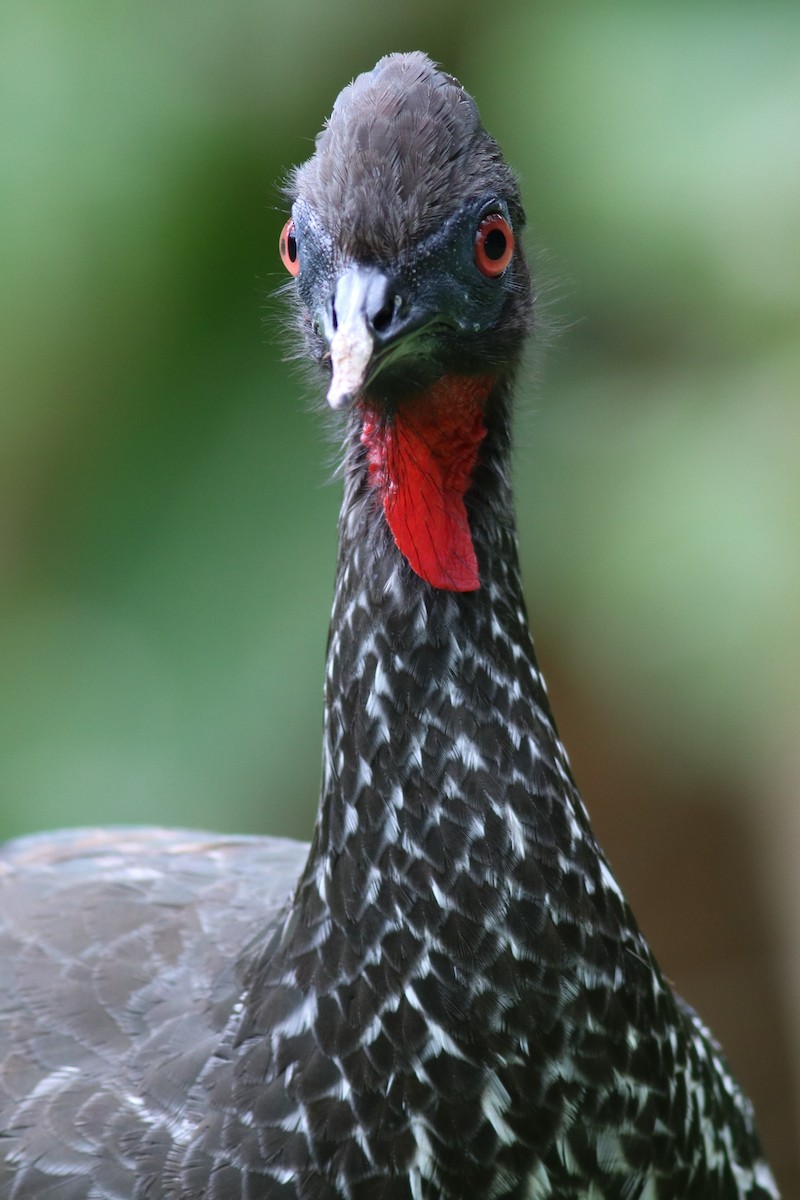 Crested Guan - ML148544891