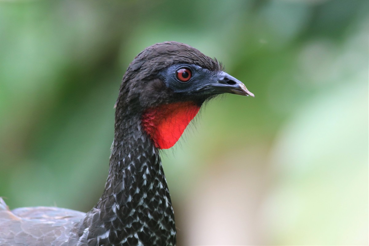 Crested Guan - ML148544901