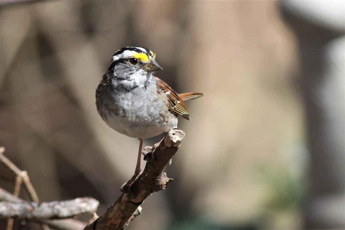 White-throated Sparrow - ML148544911