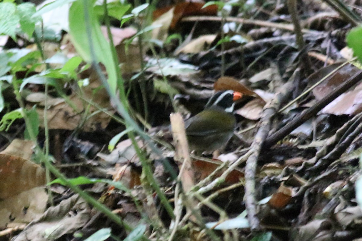 Orange-billed Sparrow - ML148546131