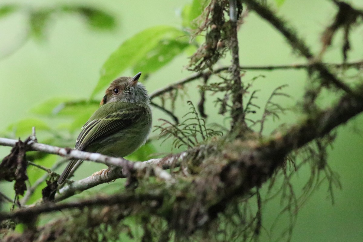 Scale-crested Pygmy-Tyrant - ML148546251