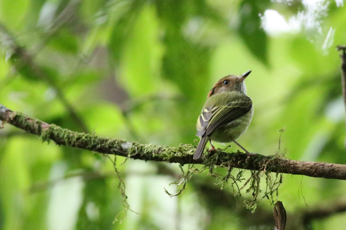 Scale-crested Pygmy-Tyrant - ML148546291